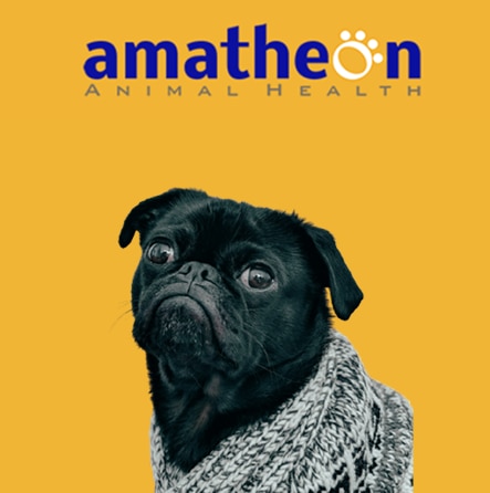 Cute black pug dog and the Amatheon logo